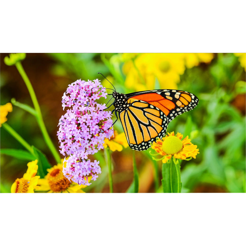 Close-up of butterfly on flower showing color depth and detail capabilities of display