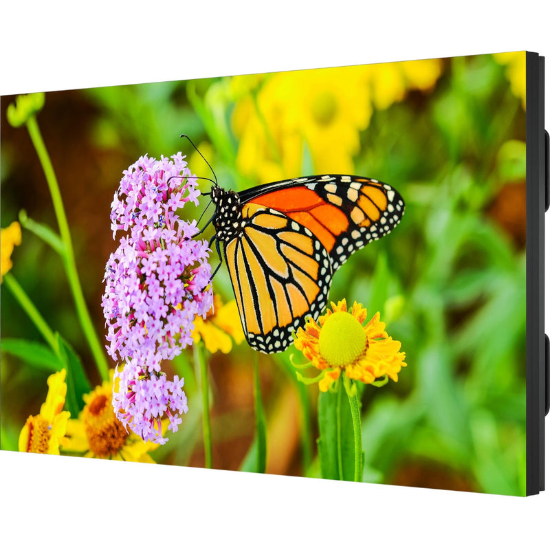 Monarch butterfly on pink flower demonstrating NEC UN552S display's color accuracy and detail reproduction